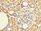 FERM Domain Containing 5 antibody, LS-C677986, Lifespan Biosciences, Immunohistochemistry paraffin image 
