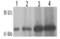 Syntaxin Binding Protein 1 antibody, ALX-210-247-C100, Enzo Life Sciences, Western Blot image 