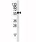 Sialic acid-binding Ig-like lectin 7 antibody, F40103-0.4ML, NSJ Bioreagents, Western Blot image 