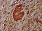 NODAL Modulator 1 antibody, CSB-PA015931LA01HU, Cusabio, Immunohistochemistry frozen image 