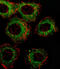 Fatty acid desaturase 2 antibody, abx026706, Abbexa, Immunocytochemistry image 