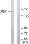 Diacylglycerol Kinase Iota antibody, TA314868, Origene, Western Blot image 
