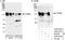 Catenin Delta 1 antibody, A300-978A, Bethyl Labs, Immunoprecipitation image 