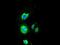 Premelanosome Protein antibody, NBP1-47974, Novus Biologicals, Immunofluorescence image 