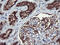 Regulator of G-protein signaling 16 antibody, LS-C173570, Lifespan Biosciences, Immunohistochemistry paraffin image 