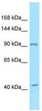 EPH Receptor B3 antibody, TA343337, Origene, Western Blot image 