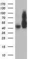 Tubulin Beta 2B Class IIb antibody, TA506604, Origene, Western Blot image 