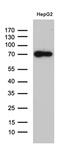 Zinc Finger Protein 572 antibody, MA5-27510, Invitrogen Antibodies, Western Blot image 