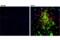 Amyloid Beta Precursor Protein antibody, 51374S, Cell Signaling Technology, Immunofluorescence image 