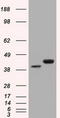 Basigin (Ok Blood Group) antibody, CF501164, Origene, Western Blot image 