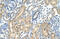 Ketohexokinase antibody, 29-558, ProSci, Immunohistochemistry paraffin image 