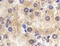 Ste2 antibody, ADI-CSA-512-E, Enzo Life Sciences, Immunohistochemistry paraffin image 