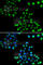 Coatomer Protein Complex Subunit Beta 1 antibody, A7036, ABclonal Technology, Immunofluorescence image 
