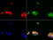 Aldehyde Dehydrogenase 1 Family Member L1 antibody, LS-C799214, Lifespan Biosciences, Immunofluorescence image 