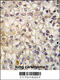 Cytochrome P450 2F1 antibody, 63-266, ProSci, Immunohistochemistry paraffin image 