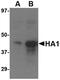 Influenza A Virus Hemagglutinin  antibody, LS-C19633, Lifespan Biosciences, Western Blot image 