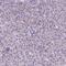 Neuronal Differentiation 4 antibody, NBP2-58800, Novus Biologicals, Immunohistochemistry frozen image 