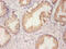 Endoplasmic reticulum resident protein 29 antibody, CSB-PA05345A0Rb, Cusabio, Immunohistochemistry frozen image 