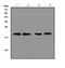 CD269 antibody, A01014-3, Boster Biological Technology, Western Blot image 