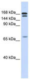 Homeobox protein cut-like 2 antibody, TA342452, Origene, Western Blot image 