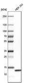 Cytochrome C Oxidase Subunit 5B antibody, PA5-56963, Invitrogen Antibodies, Western Blot image 