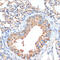 HERV-H LTR-Associating 2 antibody, 14-877, ProSci, Immunohistochemistry frozen image 