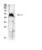 MDM2 Proto-Oncogene antibody, M00054Y394, Boster Biological Technology, Western Blot image 