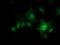 KAP1 antibody, MA5-25517, Invitrogen Antibodies, Immunocytochemistry image 