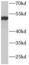 ADP Dependent Glucokinase antibody, FNab00176, FineTest, Western Blot image 