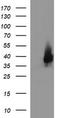 Epithelial Cell Adhesion Molecule antibody, CF506619, Origene, Western Blot image 