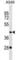 Putative golgin subfamily A member 8E antibody, abx029962, Abbexa, Western Blot image 