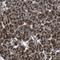 Zinc finger protein-like 1 antibody, HPA014909, Atlas Antibodies, Immunohistochemistry frozen image 