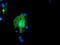 Coatomer subunit delta antibody, TA504314, Origene, Immunofluorescence image 