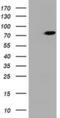 HBS1 Like Translational GTPase antibody, MA5-26470, Invitrogen Antibodies, Western Blot image 