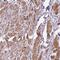 Caveolae Associated Protein 3 antibody, NBP2-47323, Novus Biologicals, Immunohistochemistry paraffin image 