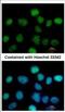 Zinc Finger Protein 597 antibody, NBP2-21033, Novus Biologicals, Immunocytochemistry image 