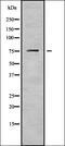 DEAD-Box Helicase 18 antibody, orb338054, Biorbyt, Western Blot image 