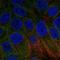BCL2 Interacting Protein 1 antibody, HPA008149, Atlas Antibodies, Immunocytochemistry image 