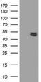Ubiquinol-Cytochrome C Reductase Core Protein 1 antibody, NBP2-03825, Novus Biologicals, Western Blot image 