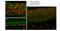 Zinc Finger E-Box Binding Homeobox 1 antibody, ARP32422_P050, Aviva Systems Biology, Immunofluorescence image 