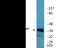Jun Proto-Oncogene, AP-1 Transcription Factor Subunit antibody, EKC2444, Boster Biological Technology, Western Blot image 