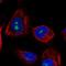 Leucine Rich Repeat Containing 23 antibody, HPA037766, Atlas Antibodies, Immunofluorescence image 