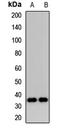 18S rRNA dimethylase antibody, orb412640, Biorbyt, Western Blot image 