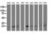 Dihydrofolate Reductase 2 antibody, M31689, Boster Biological Technology, Western Blot image 