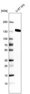 Integrin Subunit Alpha 5 antibody, AMAb91449, Atlas Antibodies, Western Blot image 