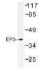 Prostaglandin E2 receptor EP3 subtype antibody, AP01424PU-N, Origene, Western Blot image 