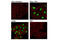 Proteasome Subunit Beta 8 antibody, 13726S, Cell Signaling Technology, Immunocytochemistry image 