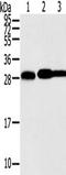 Syntaxin-10 antibody, TA350475, Origene, Western Blot image 