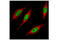 Histone H3 antibody, 4909S, Cell Signaling Technology, Immunofluorescence image 