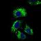 CD25 antibody, GTX60792, GeneTex, Immunofluorescence image 